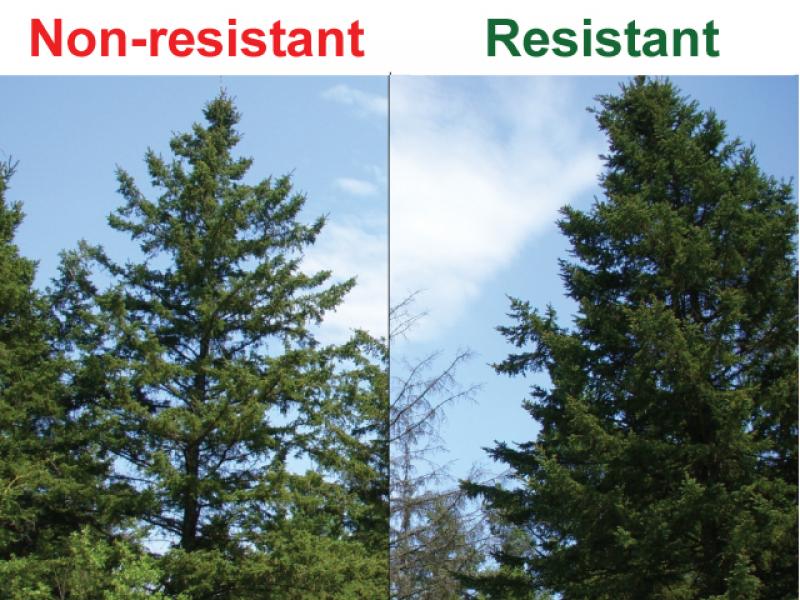 Non resistant non resistant